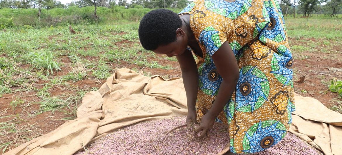 Produtora na Tanzânia secando colheitas de feijão ao sol.