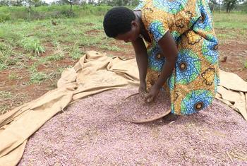 Produtora na Tanzânia secando colheitas de feijão ao sol.