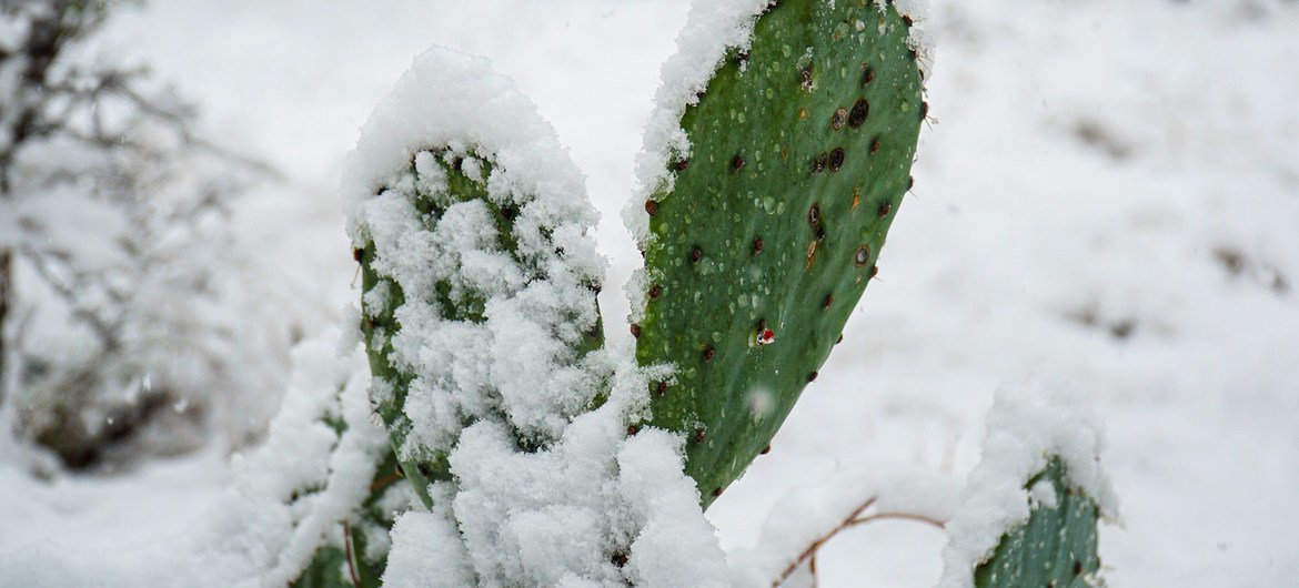 Февраль 2021 года в США был очень холодным. В штате Техас прошли рекордные снегопады.