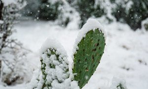 Февраль 2021 года в США был очень холодным. В штате Техас прошли рекордные снегопады.