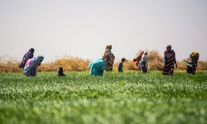 联合国开发署在苏丹支持小麦的扩大种植工作。
