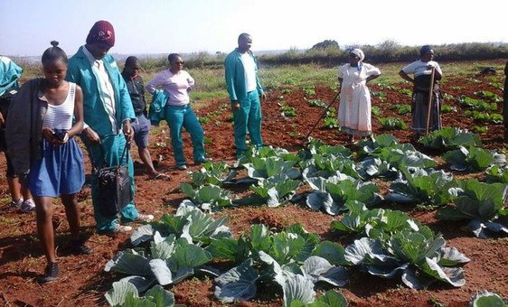 Through the SGP support the project was able to establish six small-scale conservation agriculture co-operatives, and coordinate youth training on sustainable agriculture.