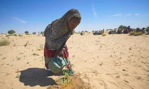 A young girl waters seedlings in Merea, Lake Chad, an activity which has become a daily chore.