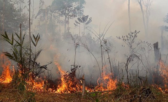 Incêndio na floresta Amazônia no Brasil. 