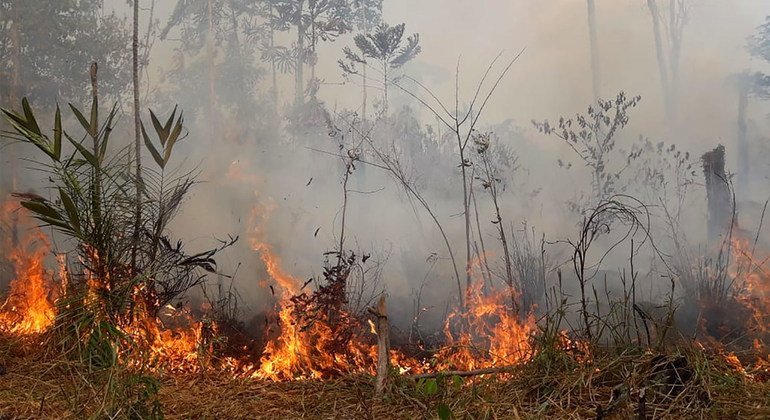 Un incendio en la selva del amazonas en Brasil