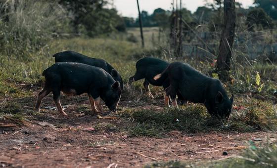 Chinese black pigs