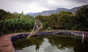 Una piscifactoría para la cría de tilapia de forma sostenible en Guatemala.
