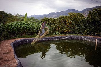 Una piscifactoría para la cría de tilapia de forma sostenible en Guatemala.