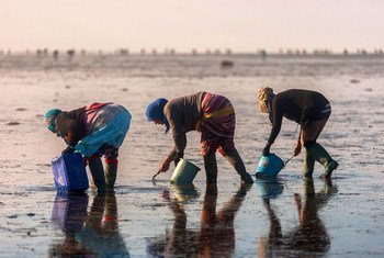 FAO is helping to create sustainable livelihoods for female clam collectors in Tunisia.