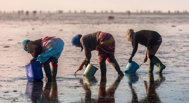 FAO is helping to create sustainable livelihoods for female clam collectors in Tunisia.