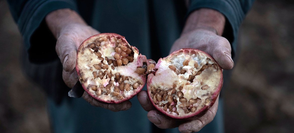 Beneficiary Niaz Mohammad shows how the pomegranates he has harvested don't ripen in his orchard around Ghra village in Daman district south of Kandahar, Afghanistan.