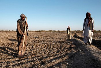 Wanufaika wa FAO wakifanya kazi katika ardhi yao kuzunguka kijiji cha Ghra katika wilaya ya Daman kusini mwa Kandahar, Afghanistan
