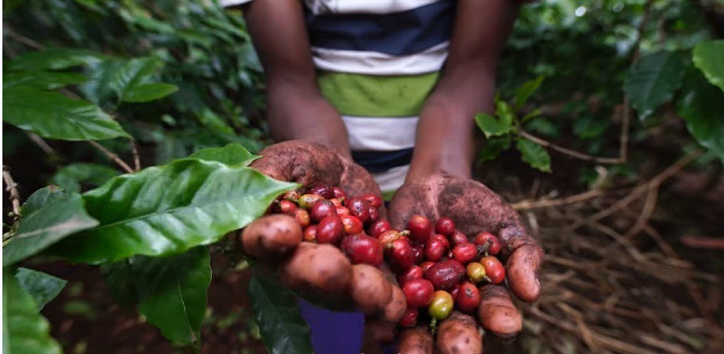 坦桑尼亚乞力马扎罗山脚下的农民采取混合耕种法保障土壤肥力，生产优质咖啡豆。