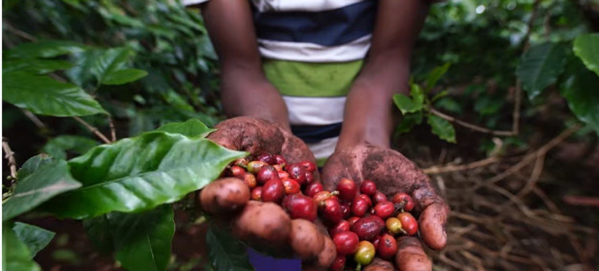 Cultivos de café en Tanzania.