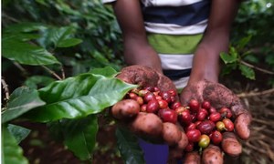 Mixed farming under the Kihamba land system in Kilimanjaro Tanzania makes the soil fertile for crops such as coffee