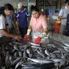 在泰国南部，缅甸移民在渔船和沿海社区工作。