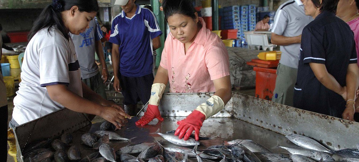 म्याँमार के प्रवासी थाईलैण्ड के दक्षिणी हिस्से फांग न्गा में मछली पकड़ने की नावों और तटीय समुदायों के साथ काम करते हैं.