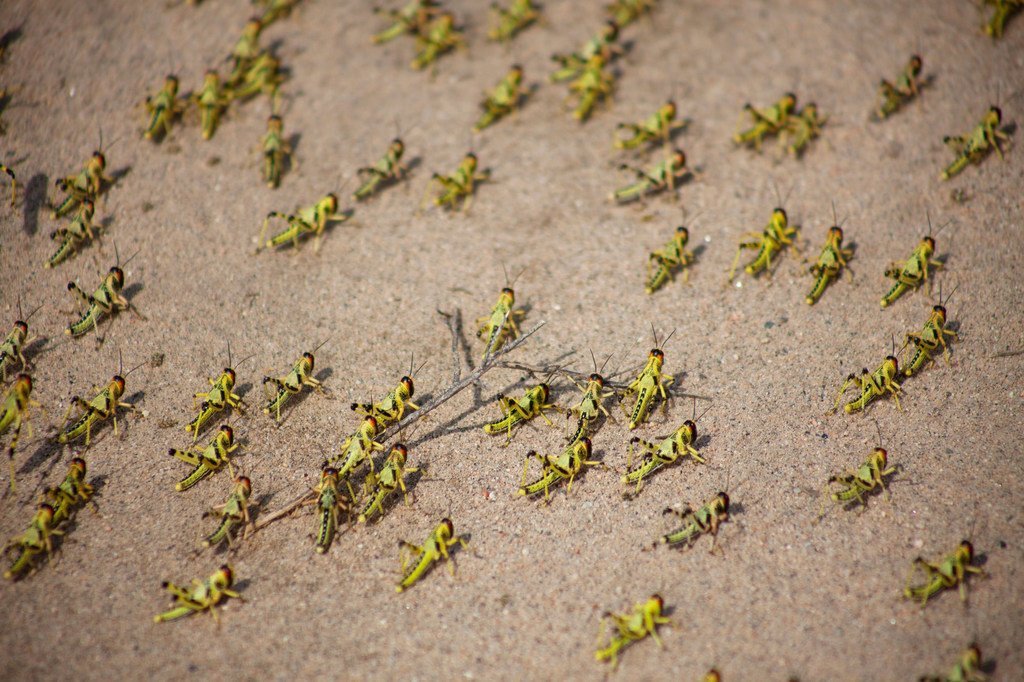 在索马里兰一处农田里的蝗虫群。