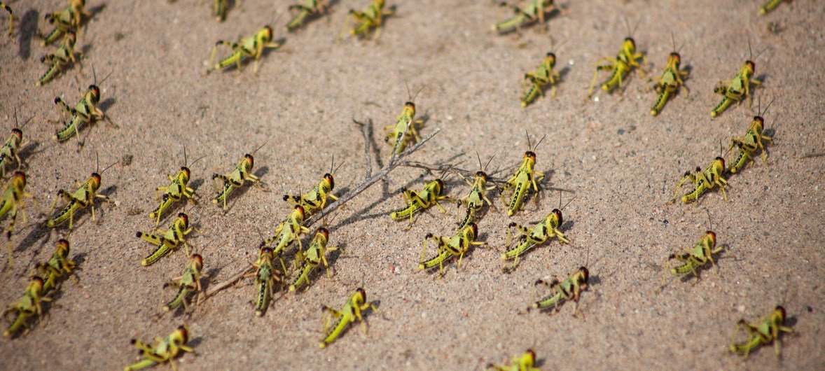 सोमालीलैंड के सलाल क्षेत्र में टिड्डियों का एक झुंड.