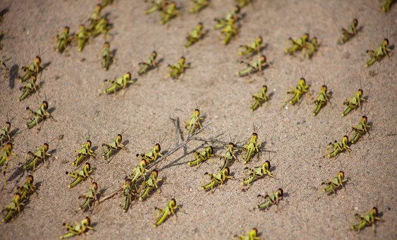 A locust swarm on farmland in Salal region, Somaliland.