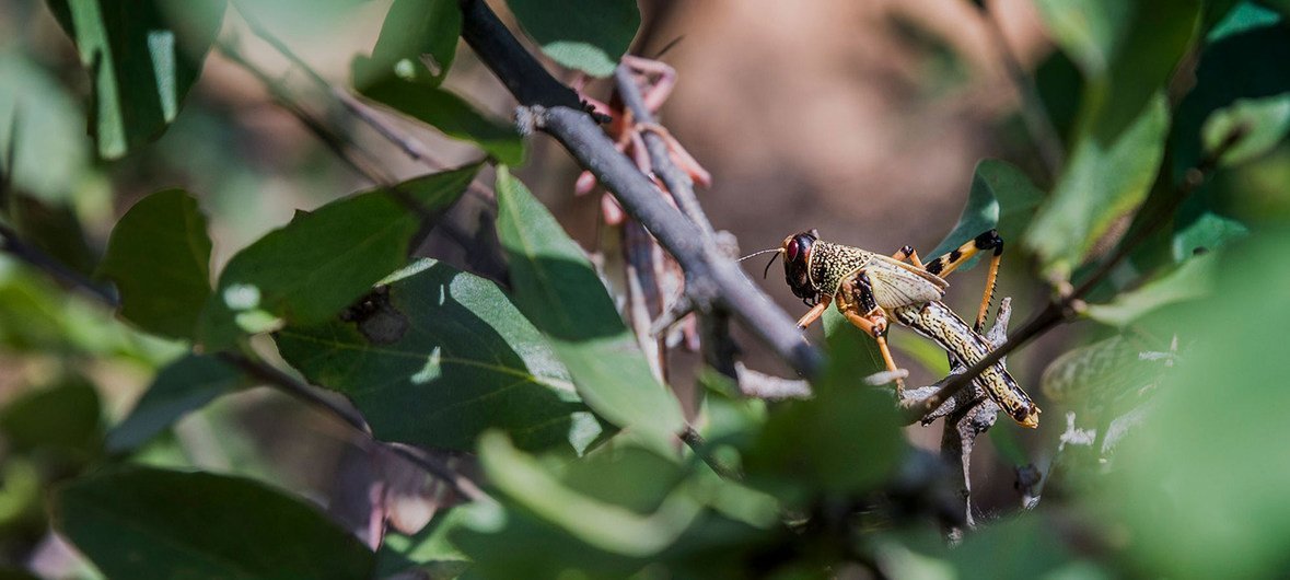 La plaga de langostas del desierto pone en riesgo la alimentación de millones de personas