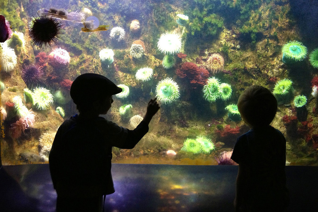 Niños descubren la vida en el océano en una exposición en Washington DC.