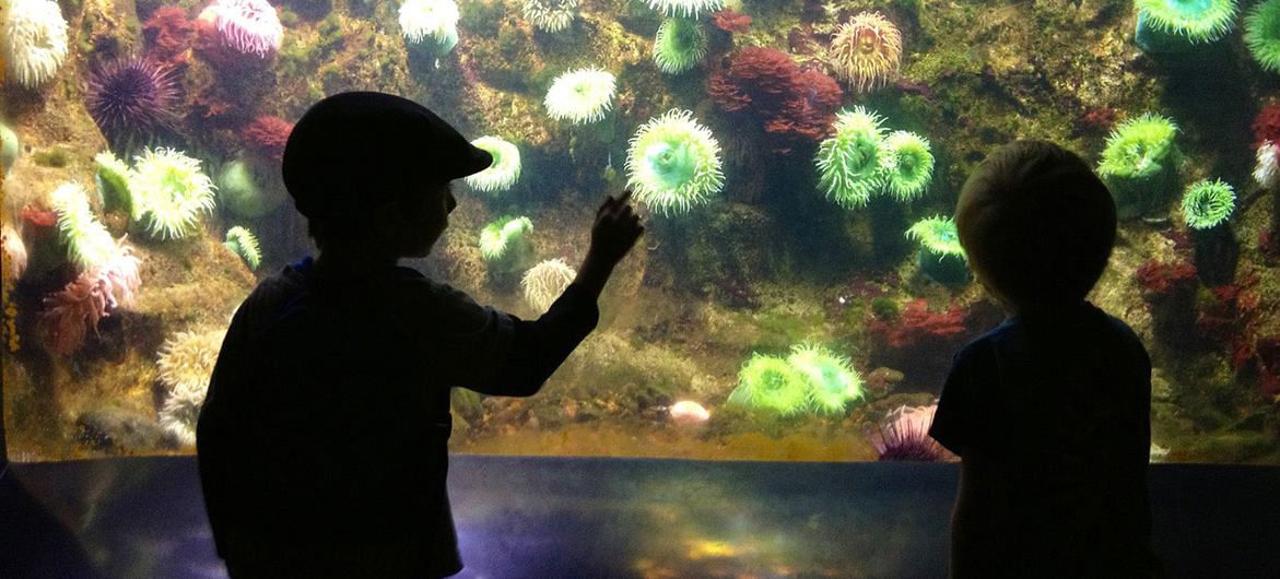 Children discover ocean life at the Smithsonian National Zoo's invertebrates exhibit in Washington, DC.