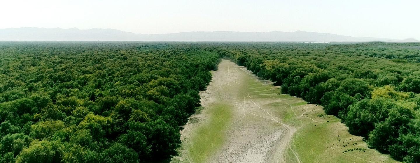 Provincia de Sindh, Pakistán, donde se han recuperado tierras forestales..