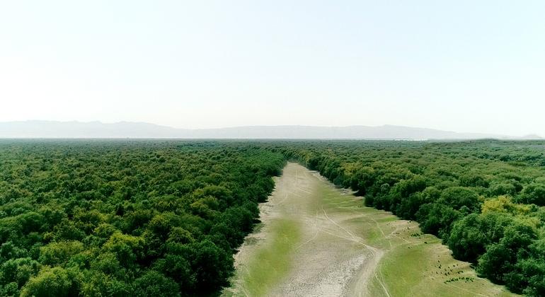 إقليم السند، باكستان، حيث تم استعادة أراضي الغابات من التعديات في منطقتين تابعتين للمشروع.