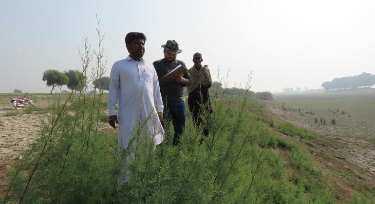 يعمل فريق الإدارة المستدامة للغابات التابع لبرنامج الأمم المتحدة الإنمائي في باكستان مع المجتمعات المحلية لمسح جزء من إقليم السند، باكستان.