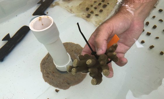 Corals are grown under controlled conditions at the Hawaii Institute of Marine Biology on Coconut Island in Kaneohe Bay.