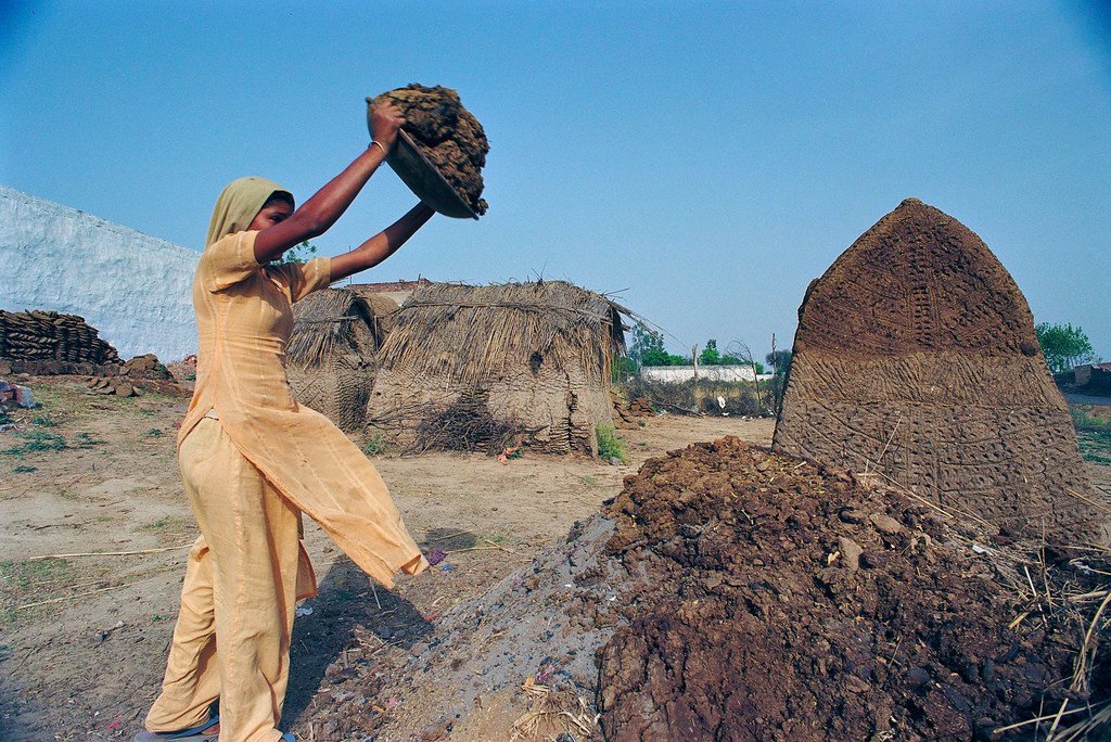印度一名年轻女子在堆放牛粪，将其烘干以用生火的燃料。