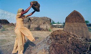 印度一名年轻女子在堆放牛粪，将其烘干以用生火的燃料。