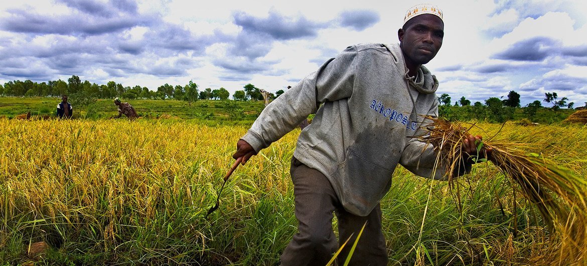 Un campesino trabaja en un campo de arroz en Burkina Faso.