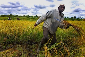 布基纳法索的一位农民在稻田里干活。