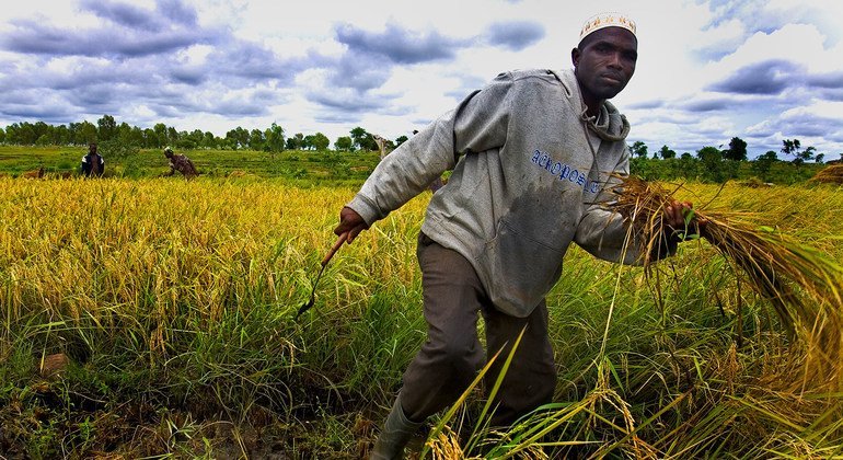 Food systems transformation a ‘silver lining’ in COVID crisis: UN deputy chief