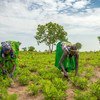 Mujeres trabajando en un sembradió en el estado de Jubek, en Sudán del Sur, donde el Programa Mundial de Alimentos promueve la agricultura sostenible para reforzar los ingresos y medios de vida.