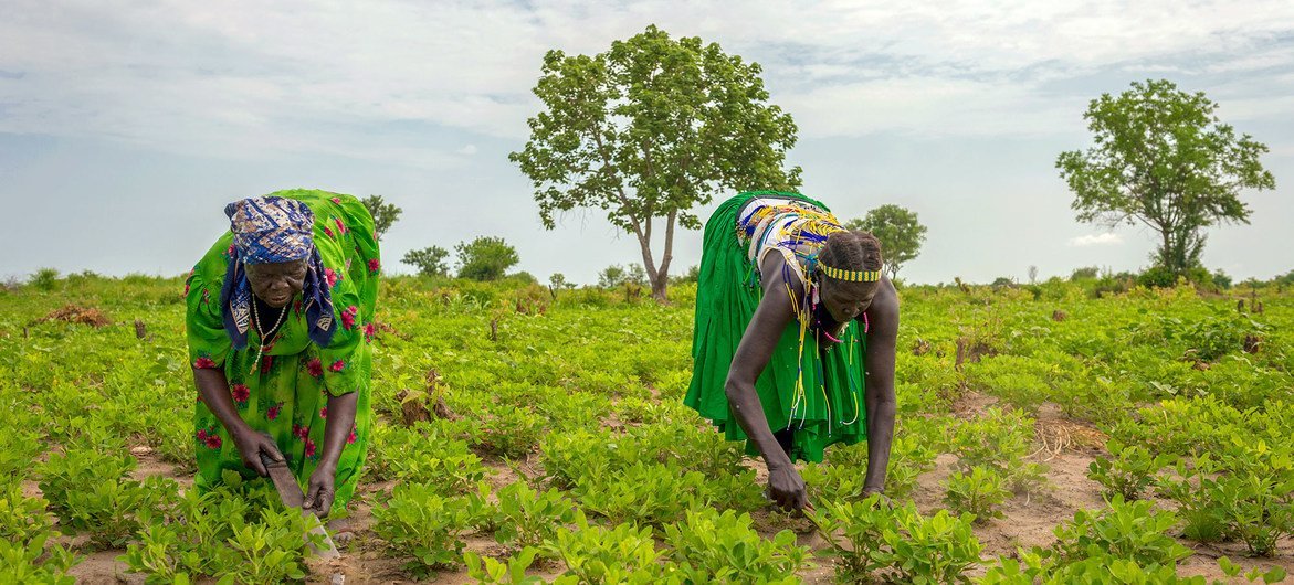 Des femmes travaillent dans un champ de l'État de Jubek, au Soudan du Sud, où le Programme alimentaire mondial promeut une agriculture durable pour renforcer les revenus et les moyens de subsistance.