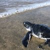 Una tortuga se encamina al mar en el Pacífico mexicano. Michoacán, México.