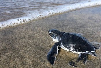 Una tortuga se encamina al mar en el Pacífico mexicano. Michoacán, México.