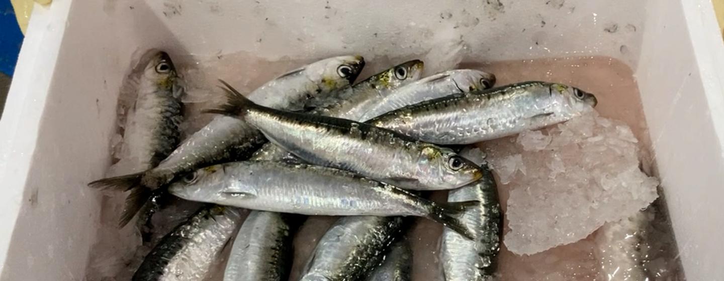 A pesca da sardinha em mares portugueses começa em maio e vai até setembro, atualmente controlada pelo Ministério da Agricultura. 