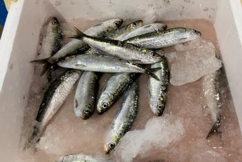 A pesca da sardinha em mares portugueses começa em maio e vai até setembro, atualmente controlada pelo Ministério da Agricultura. 