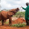 केनया के डेविड शेल्डरीक वाइल्डलाइफ़ ट्रस्ट में बचाए गए हाथियों को राहत पहुँचाते वनकर्मी. 