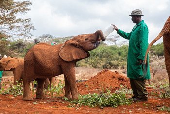 Осиротевшие слонята в заповеднике в Кении