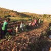 Women and children displaced by violence working in their vegetable garden in Kalemie, Tanganyika where FAO provides seeds and tools so that displaced families and the local population can grow vegetables.