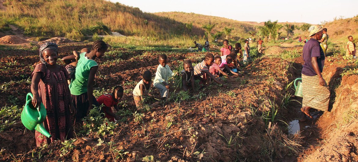 Perempuan dan anak-anak terlantar akibat kekerasan bekerja di kebun sayur mereka di Kalemie, Tanganyika di mana FAO menyediakan benih dan peralatan agar keluarga pengungsi dan penduduk setempat dapat menanam sayuran.