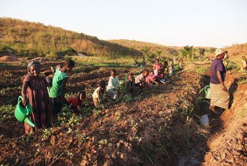 Women and children displaced by violence working in their vegetable garden in Kalemie, Tanganyika where FAO provides seeds and tools so that displaced families and the local population can grow vegetables.