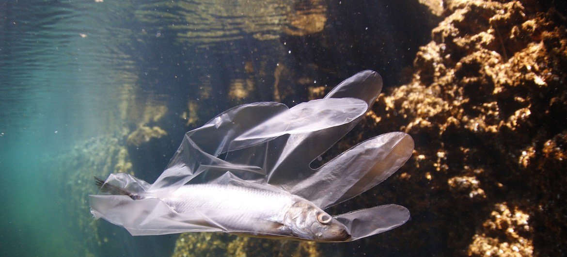 समुद्री प्लास्टिक प्रदूषण: प्लास्टिक के दस्ताने में फँसी एक मछली.