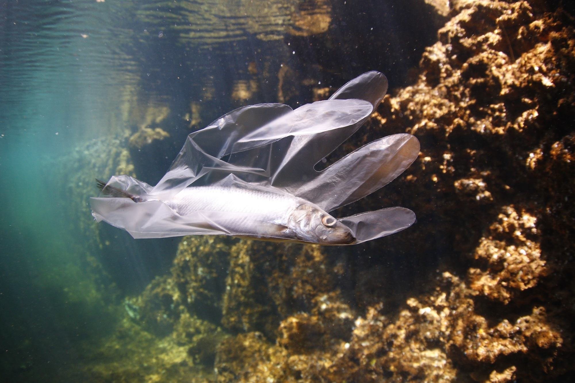 التلوث البحري بالبلاستيك: سمكة علقت في قفاز بلاستيكي.
