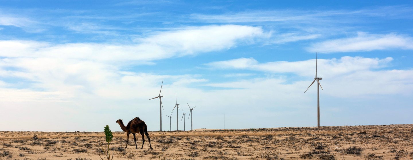 Верблюд на фоне ветряных мельниц в Мавритании